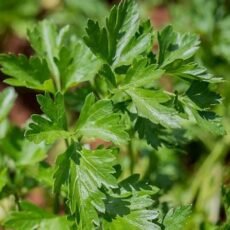Live Flat Leaf Parsley Plant Fresh Hardy Flavourful Herb Ready to Pot