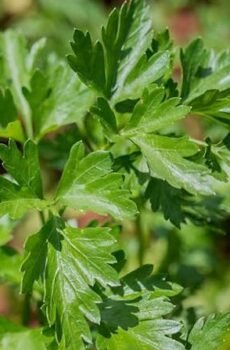 Live Flat Leaf Parsley Plant Fresh Hardy Flavourful Herb Ready to Pot