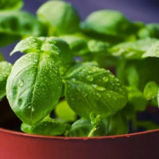 Best Premium Live Basil Plant Fresh Sweet Basil Herb Ready to Pot