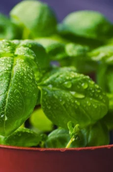 Best Premium Live Basil Plant Fresh Sweet Basil Herb Ready to Pot