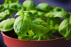 Best Premium Live Basil Plant Fresh Sweet Basil Herb Ready to Pot