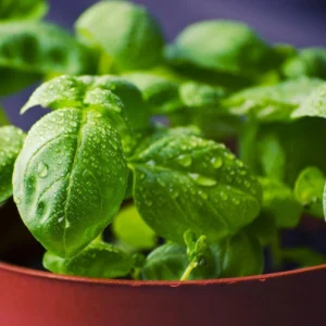 live basil plant–fresh sweet basil herb – ready to pot kitchen garden essential