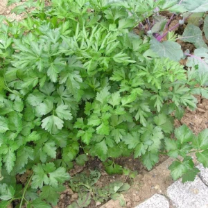live flat leaf parsley plant – fresh herb – ready to pot– hardy & flavourful