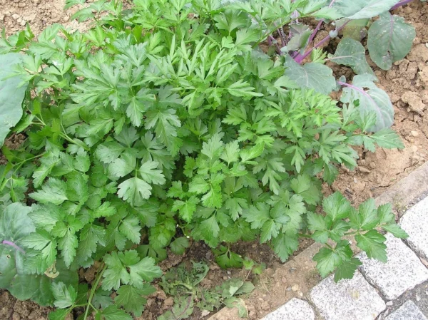 live flat leaf parsley plant – fresh herb – ready to pot– hardy & flavourful