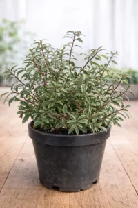 Pieris Japonica Little Heath Variegated Evergreen Shrub Hardy Outdoor Plant