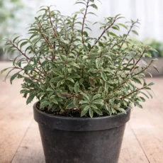Pieris Japonica Little Heath Variegated Evergreen Shrub Hardy Outdoor Plant