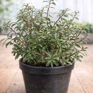pieris japonica ‘little heath’ – variegated evergreen shrub hardy outdoor plant