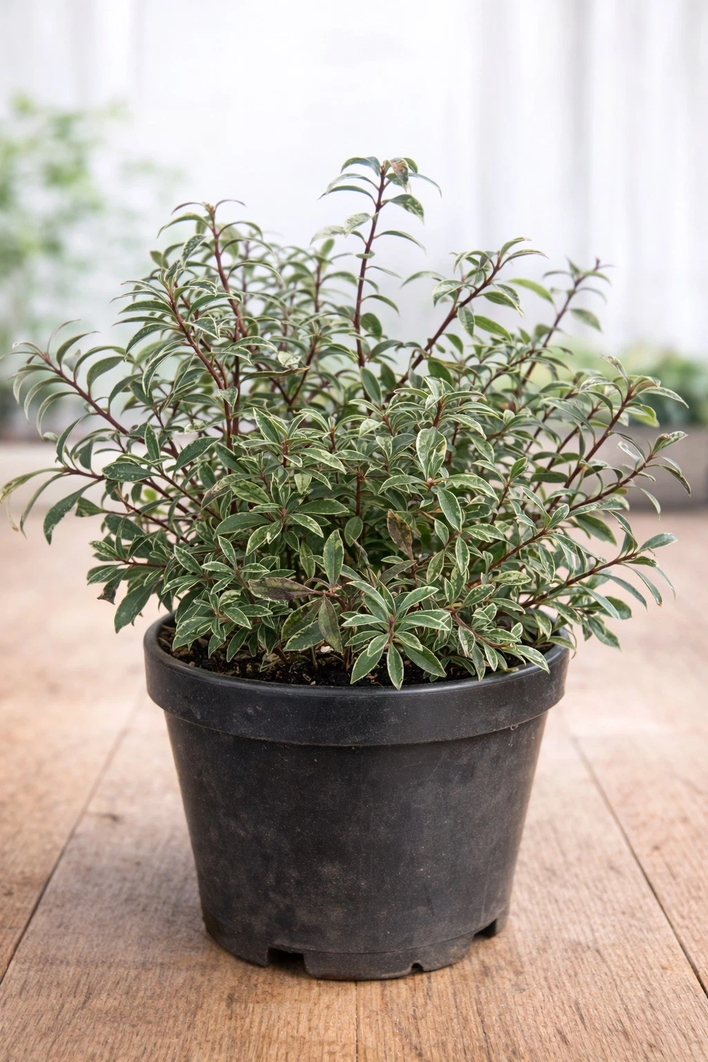 pieris japonica ‘little heath’ – variegated evergreen shrub hardy outdoor plant
