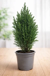 Live Dwarf Conifer Plant Evergreen Cypress Ready to Pot