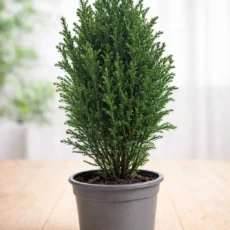 Live Dwarf Conifer Plant Evergreen Cypress Ready to Pot