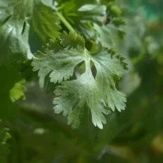 Live Coriander Plant Fresh Cilantro Herb Ready to Pot