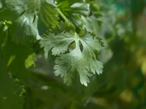 Live Coriander Plant Fresh Cilantro Herb Ready to Pot