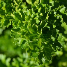 Premium Live Curled Leaf Parsley Plant Fresh Hardy Herb Ready to Pot