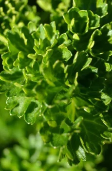Premium Live Curled Leaf Parsley Plant Fresh Hardy Herb Ready to Pot