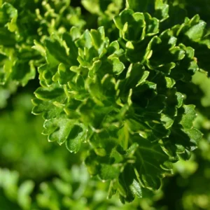 live curled leaf parsley plant – fresh herb – ready to pot– hardy & productive