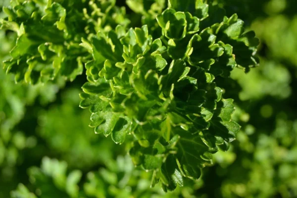 live curled leaf parsley plant – fresh herb – ready to pot– hardy & productive
