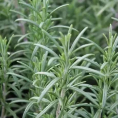 Live Rosemary Plant Fresh Fragrant Herb Ready to Pot