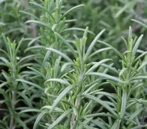 Live Rosemary Plant Fresh Fragrant Herb Ready to Pot
