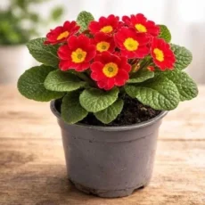 Live Red Primrose Plant with Bright Spring Flowers Ready to Pot