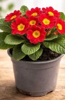 Live Red Primrose Plant with Bright Spring Flowers Ready to Pot