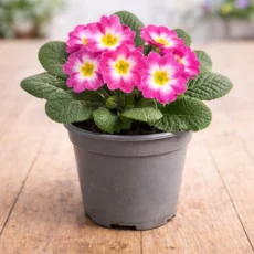 Live Pink Primrose Plant