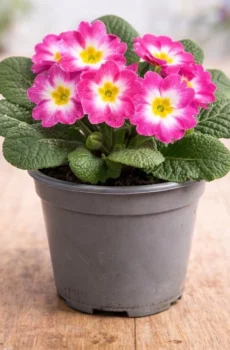 Live Pink Primrose Plant