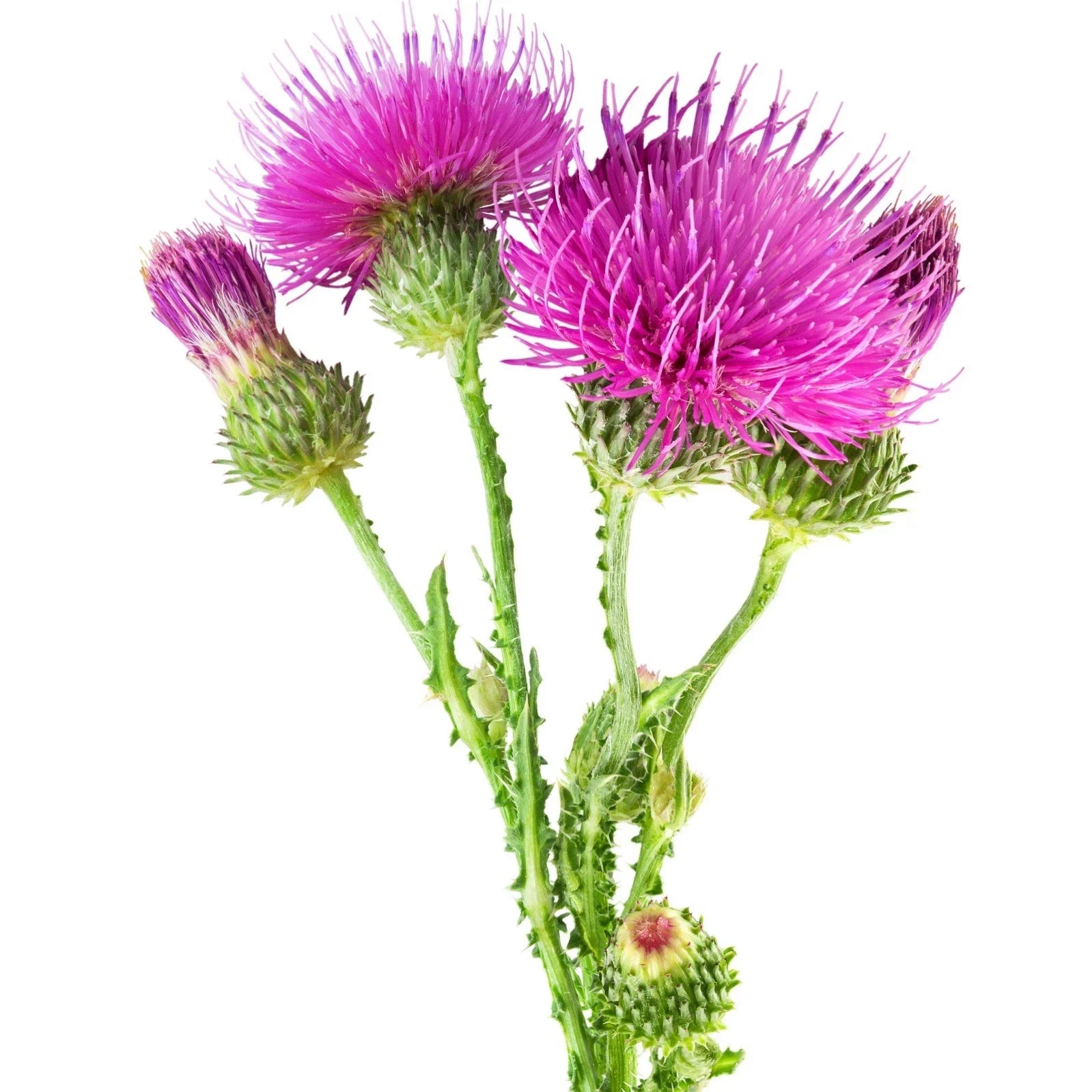 burdock root cut arctium lappa, premium quality 100% pure