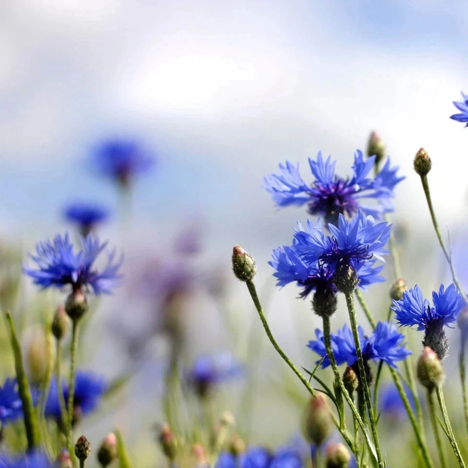 blue cornflower petals centaurea cyanus premium quality 100% pure