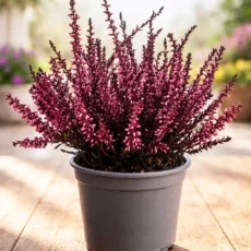 Best Premium Live Pink Heather Plant Calluna vulgaris Ready to Pot