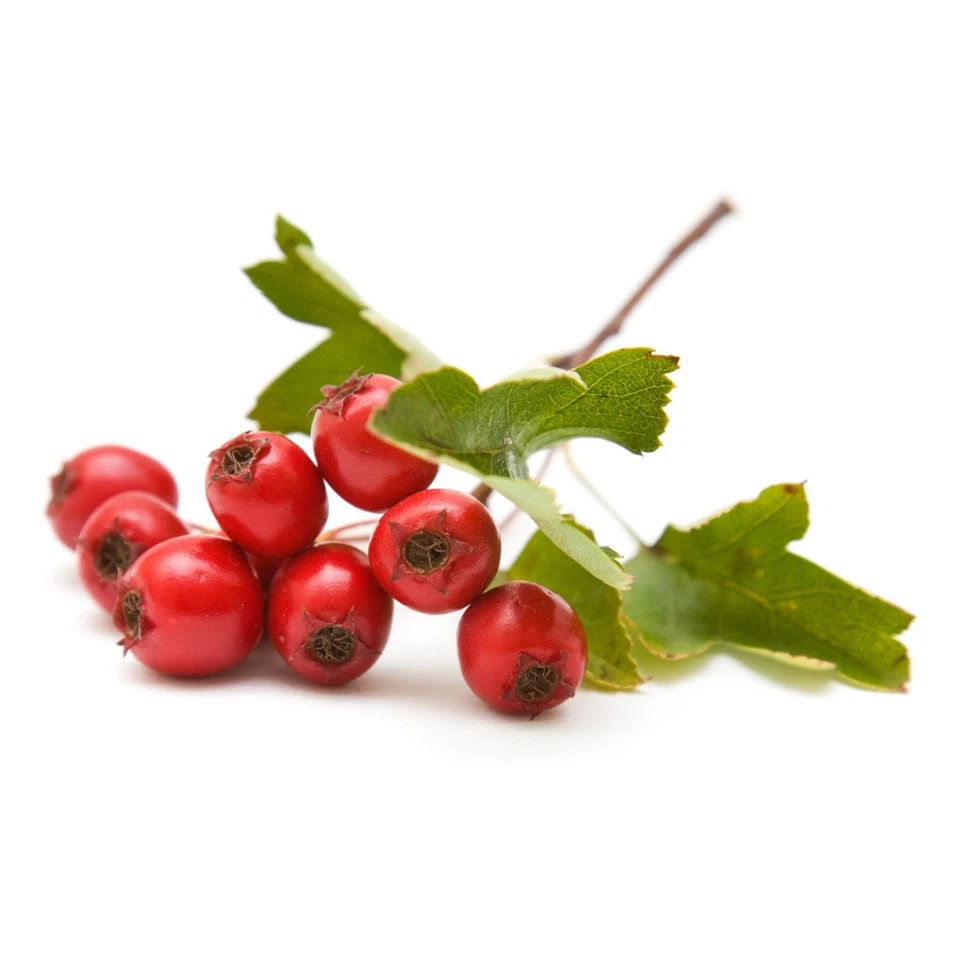 hawthorn berries