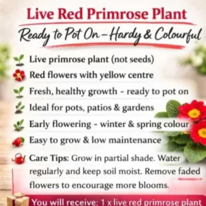 live red primrose plant bright spring flower ready to pot hardy & colourful