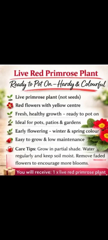 live red primrose plant bright spring flower ready to pot hardy & colourful
