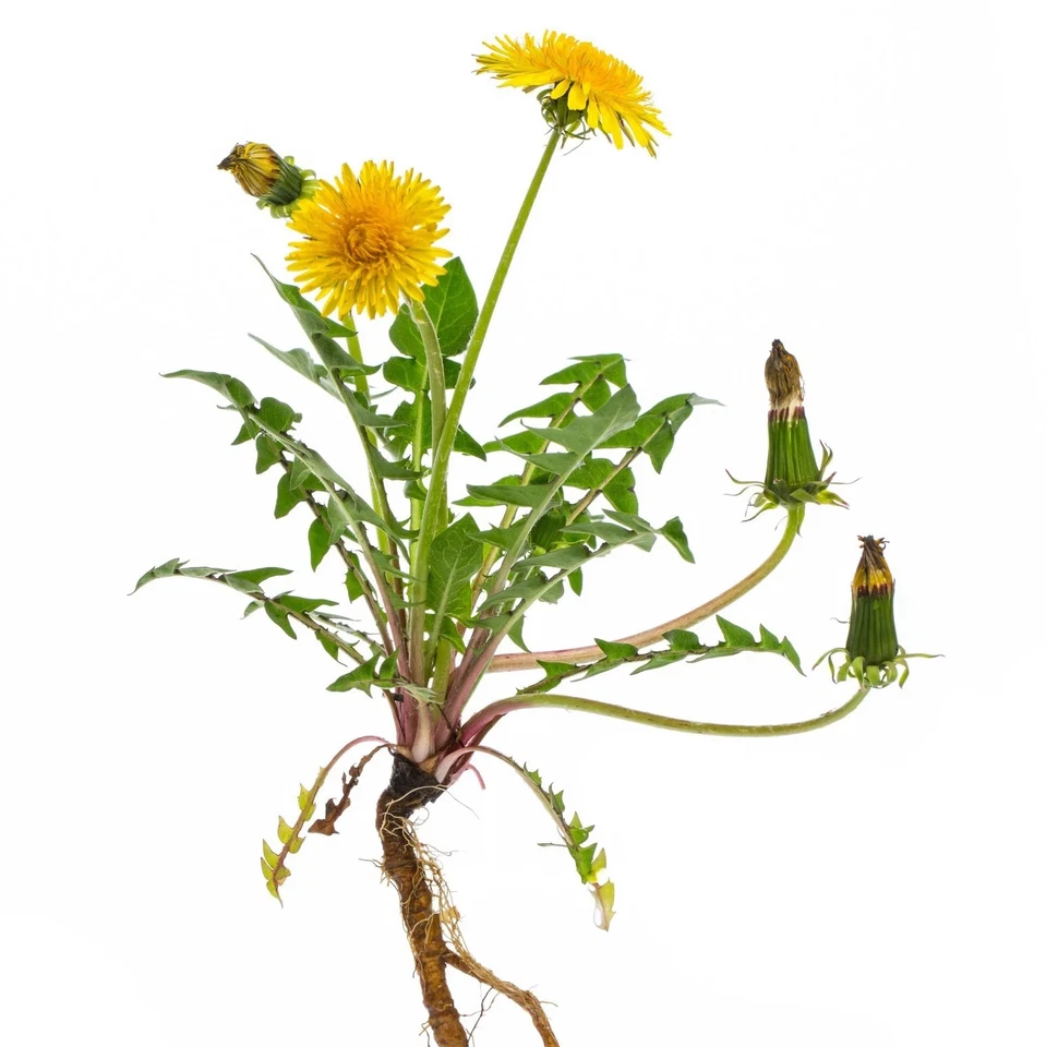 dandelion root (taraxacum officinalis) powder, a grade premium quality,