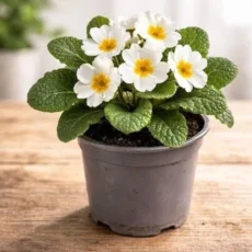 Live White Primrose Plant