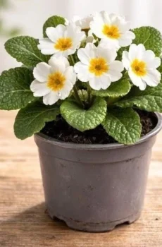 Live White Primrose Plant