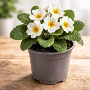 live white primrose plant bright spring flower ready to pot on hardy & colourful