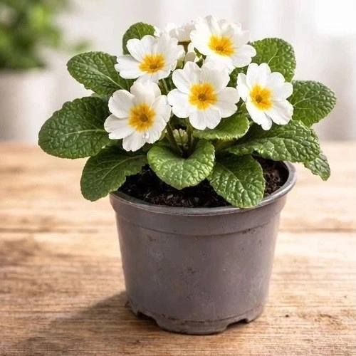 live white primrose plant bright spring flower ready to pot on hardy & colourful