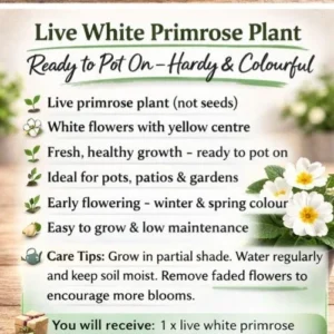 live white primrose plant bright spring flower ready to pot on hardy & colourful