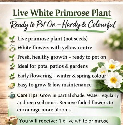 live white primrose plant bright spring flower ready to pot on hardy & colourful
