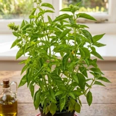 Fresh Sweet Basil Plant ready to pot